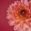 mollythirtlephotography avatar