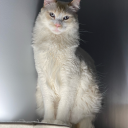 momentaryillusions avatar