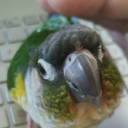 momomoobirb avatar