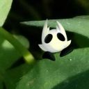 mona-chopsispost avatar