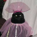 monarch-butthurt-fly avatar