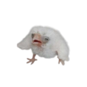 monarchbutterbee avatar