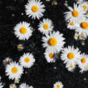 moncoeur-brule avatar