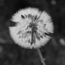 mondocicatrene avatar