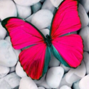 monera-a-blog avatar