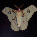 moneymoth-blog avatar