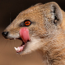 mongoose-bite avatar