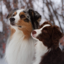 mongrelization avatar