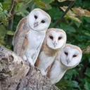 monhouthesecond avatar