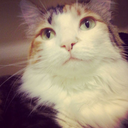 moniggythekitty avatar