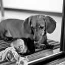 monkeyandweiner avatar