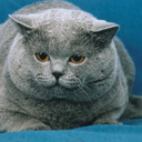 monkeydiamond avatar