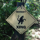 monkeymetamorphosis avatar