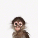 monkeynutsfall avatar