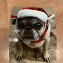 monkeypug avatar