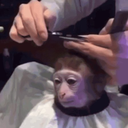 monkeysalon avatar