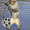 monkeytaly avatar