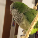 monkparakeet avatar