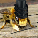 monoochromatic avatar