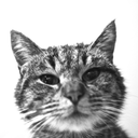 monsieurlerenard avatar