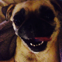 monstapuggernaut avatar