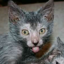 monster-catalogue avatar