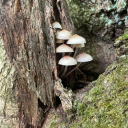 monstermagpie avatar