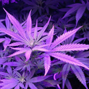 monsterwhosucksblood avatar