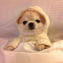 monstrousmarshmallow avatar