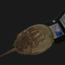 monstrousmornings avatar