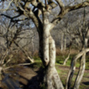 montaguewhitsel avatar