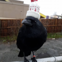 montythehumancrow avatar