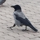 moodprocessor avatar