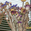 moodyelisbela-blog avatar