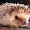 moodyhedgie avatar