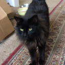 moon-house-tea avatar