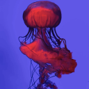 moon-in-orbit avatar