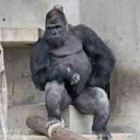 moon-mosquito avatar