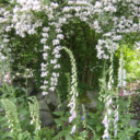 moon-nymph-2001 avatar