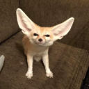 moondustthewitch avatar
