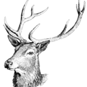 moonelk avatar