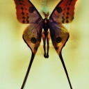 moonfairybabe avatar