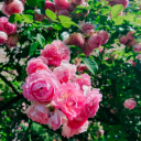 moonflowerfairyy avatar