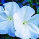 moonflowers-bloomed avatar