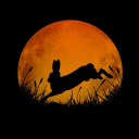 moongazinghare1111 avatar