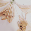 moongsies-inspi-inspo avatar