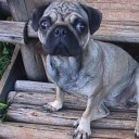 mooniemorselli avatar