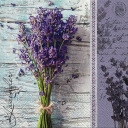 moonlight-radiance avatar