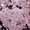 moonlight-saiko avatar