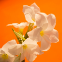 moonlight-sonataa avatar